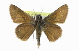 Image of Amblyscirtes oslari