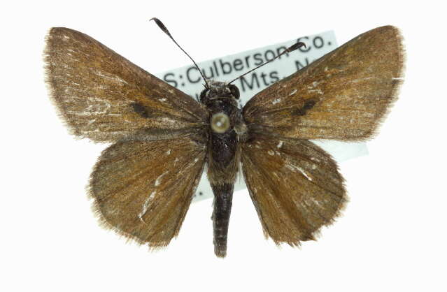 Image of Amblyscirtes oslari