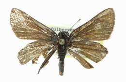 Image of Amblyscirtes oslari