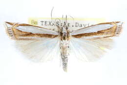 Image of Crambus harrisi Klots 1967