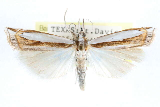 Image of Crambus harrisi Klots 1967