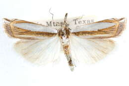 Image of Crambus harrisi Klots 1967