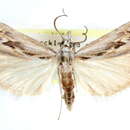Image of Parapediasia hulstellus Fernald 1885
