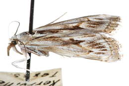 Image of Parapediasia hulstellus Fernald 1885