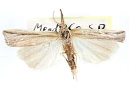 Image of Thaumatopsis fernaldella Kearfott 1905