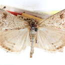 Image of Evergestis palousalis