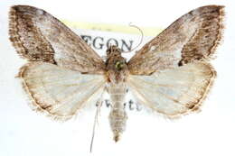 Image of <i>Evergestis insulalis</i> Barnes & Mc Dunnough