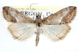 Image of <i>Evergestis insulalis</i> Barnes & Mc Dunnough