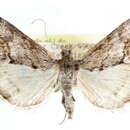 Image of <i>Evergestis columbialis</i>