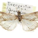 Image of Evergestis borregalis Munroe 1974