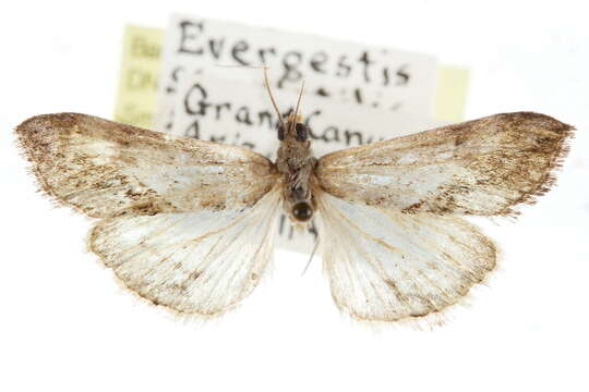 Image of Evergestis borregalis Munroe 1974