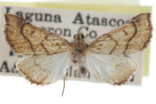 Image of Aethiophysa dualis Barnes & McDunnough 1914