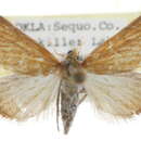 Image of Aethiophysa consimilis Munroe 1964