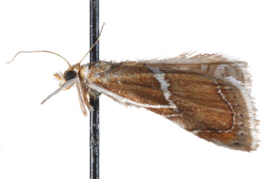 Image of <i>Abegesta remellalis</i> Druce 1899