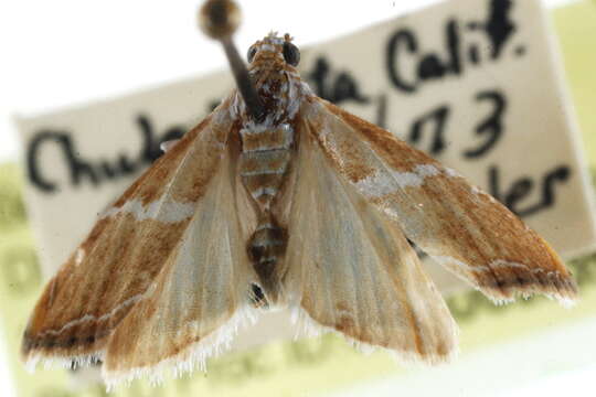 Image of <i>Abegesta remellalis</i> Druce 1899