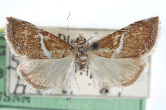 Image of <i>Abegesta remellalis</i> Druce 1899