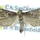 Image of Cacotherapia angulalis Barnes & McDunnough 1918