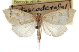 Image of Udea octosignalis Hulst