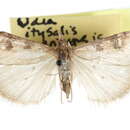 Udea itysalis marinensis Munroe 1966 resmi