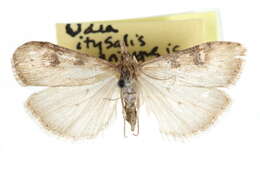 Udea itysalis marinensis Munroe 1966 resmi