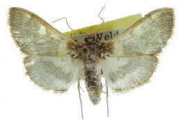 Image of Apilocrocis brumalis Barnes & McDunnough 1914