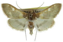 Image of Apilocrocis brumalis Barnes & McDunnough 1914