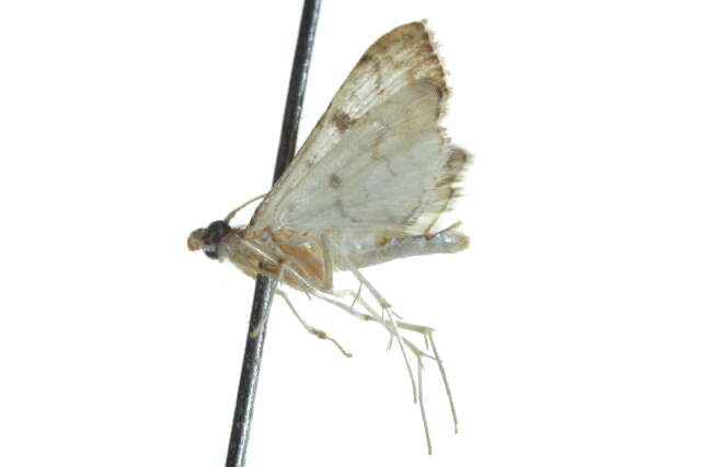 Image of <i>Hileithia rehamalis</i>