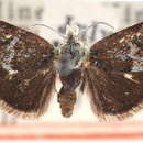 Image of Gyros atripennalis Barnes & McDunnough 1914