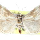 Image of Frechinia lutosalis Barnes & McDunnough 1914