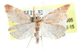 Image of Blepharocerus ignitalis Hampson 1906