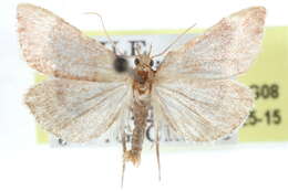 Image of Blepharocerus ignitalis Hampson 1906