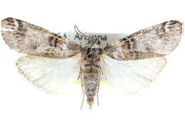 Image of Oneida luniferella Hulst 1895