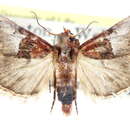 Image of <i>Cacozelia pemphusalis</i>