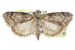 Image of Pococera maritimalis McDunnough 1939