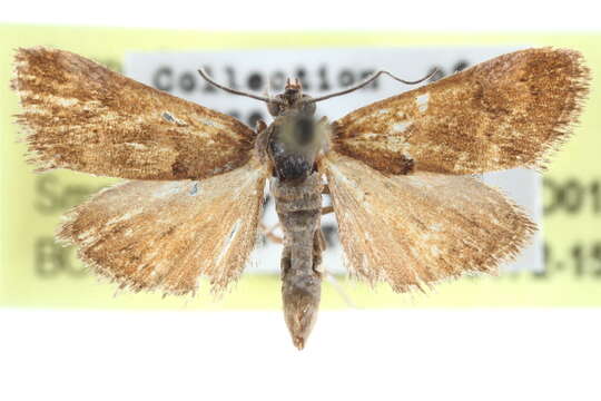 صورة Noctueliopsis puertalis Barnes & McDunnough 1912