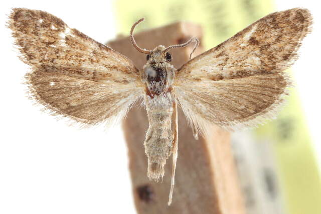 صورة Noctueliopsis puertalis Barnes & McDunnough 1912