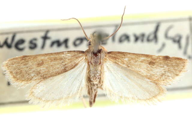 صورة Noctueliopsis puertalis Barnes & McDunnough 1912