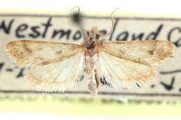 صورة Noctueliopsis puertalis Barnes & McDunnough 1912