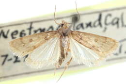 صورة Noctueliopsis puertalis Barnes & McDunnough 1912