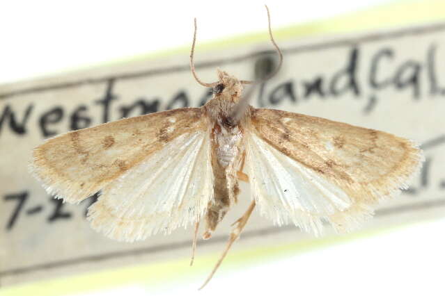 صورة Noctueliopsis puertalis Barnes & McDunnough 1912