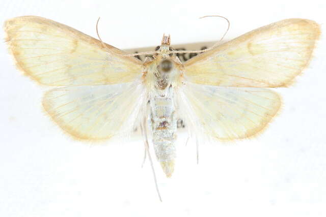 Image of Munroeodes thalesalis Walker 1859