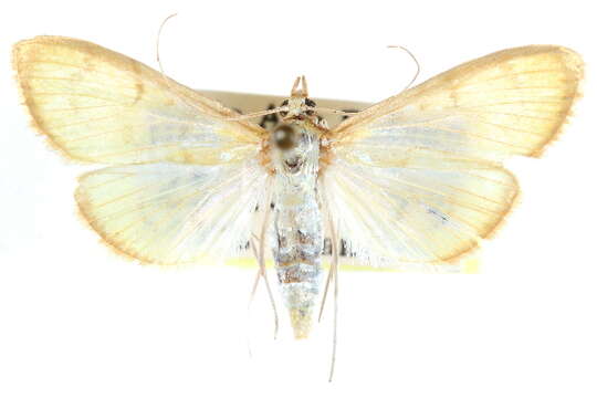 Image of Munroeodes thalesalis Walker 1859