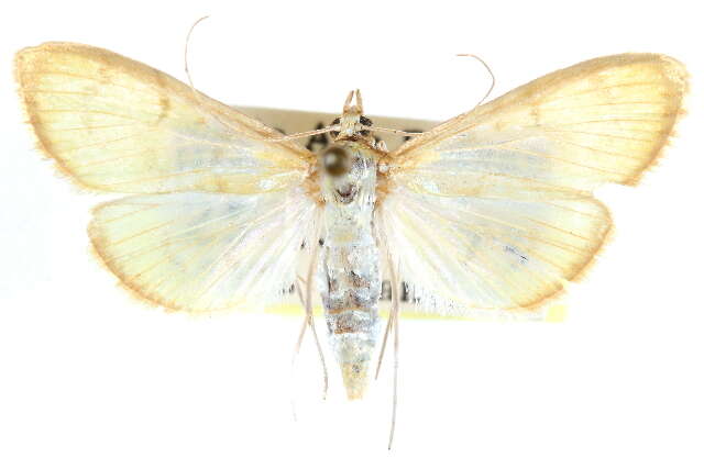 Imagem de Munroeodes thalesalis Walker 1859