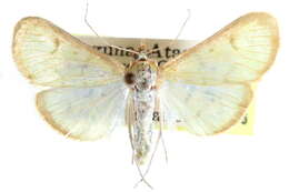 Imagem de Munroeodes thalesalis Walker 1859