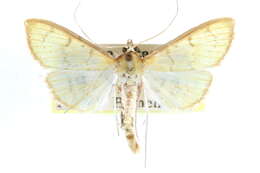 Imagem de Munroeodes thalesalis Walker 1859