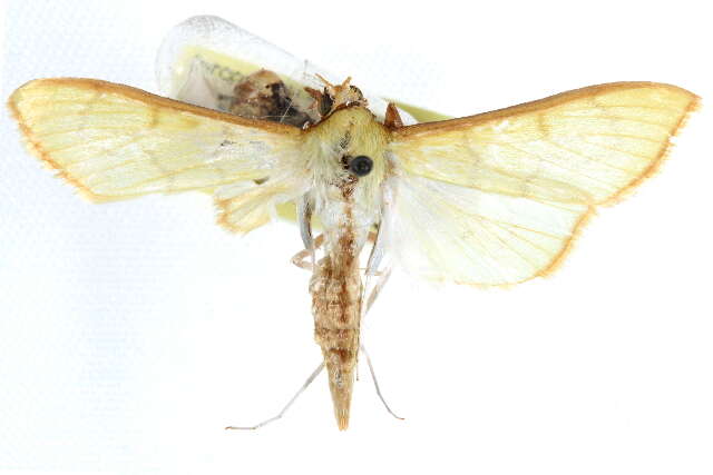 Image of Epicorsia oedipodalis Guenée 1854