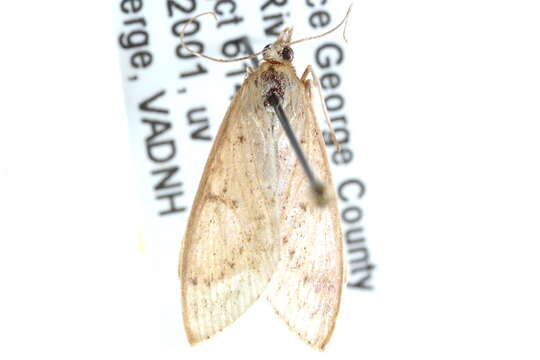 Crocidophora pustuliferalis Lederer 1863 resmi