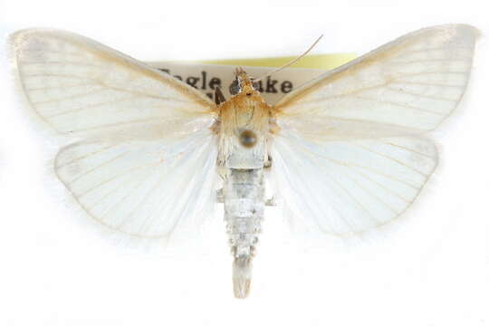 صورة Sitochroa dasconalis Walker 1859