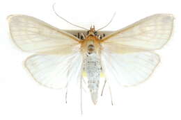 صورة Sitochroa dasconalis Walker 1859