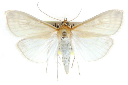 صورة Sitochroa dasconalis Walker 1859